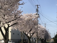 2019卸団地の桜.JPG