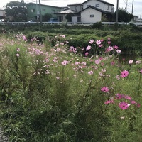 こすもす.jpg