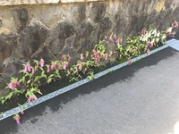 ほたる草.JPG