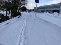 雪道.jpeg